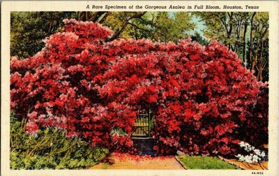 1940'S. AZALEA IN FULL BLOOM. HOUSTON, TX. POSTCARD. V24
