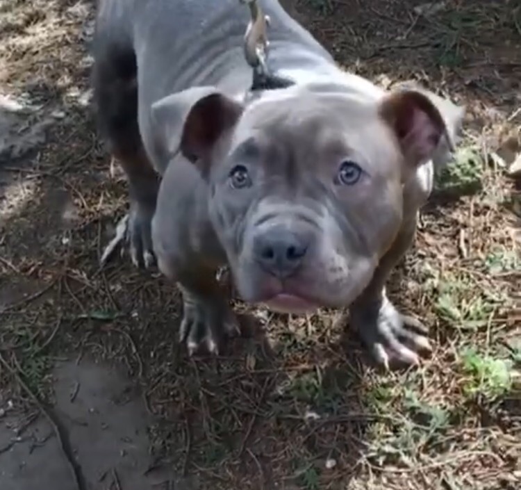 Pocket Bully Abkc in Hockley Heath, West Midlands Gumtree