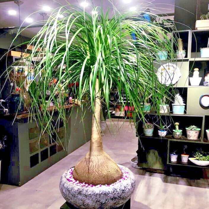 Ponytail Palm Tree Seeds Beaucarnea recurvata Elephant Foot Indoor House Plant