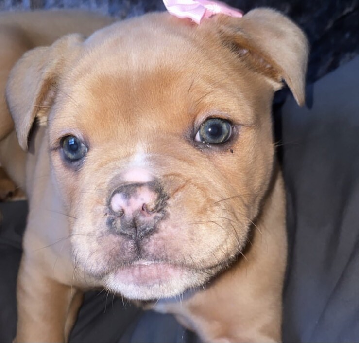 OLDE ENGLISH BULLDOG PUP in Lisnaskea, County Fermanagh