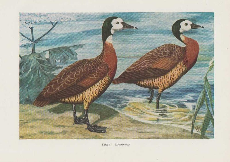 Nonnengans WeiÃWangengans Farbdrucke Von 1962 Rostgans GÃ¤Nse