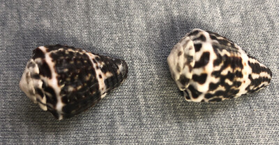 Conus chaldeus (Vermiculate Cone) 21mm & 21mm !!!