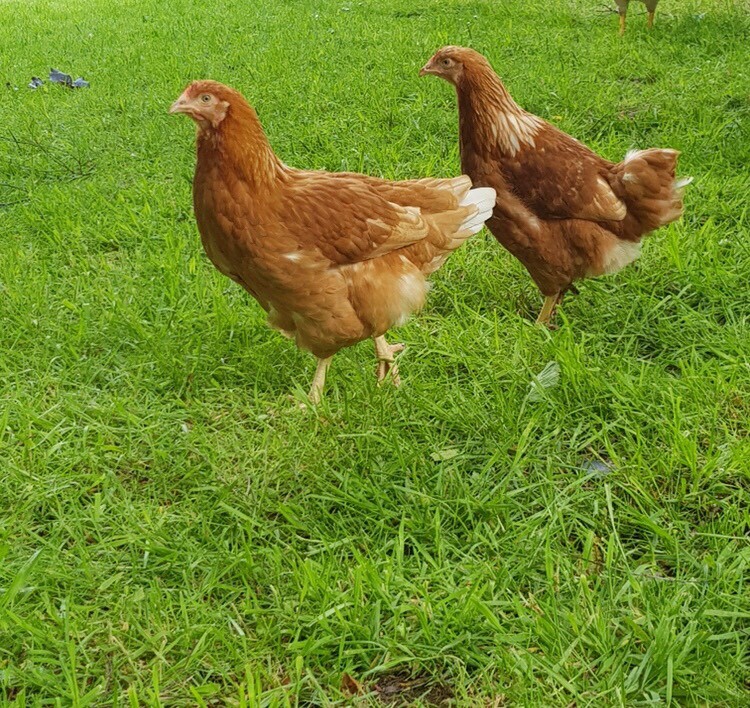 Hy line hens and pure breed chickens & bantams in Turriff, Aberdeenshire Gumtree