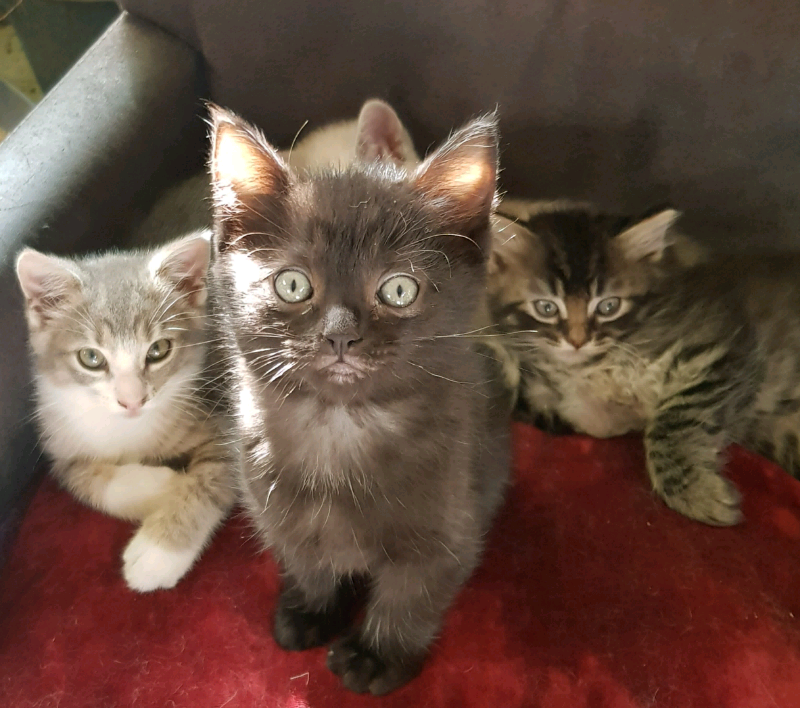 Burmese Crossed With British Short Haired Kittens In Wimborne