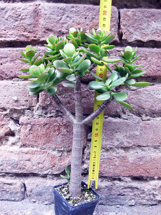 Crassula Portulacea 30 Cm, Cactus, Plante Succulente