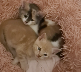 Kittens available (30th January 2022)