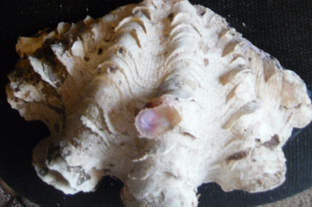 Tridacna squamosa - 10 1/4-inch fluted clam - both halves -THE WHOLE SHELL!