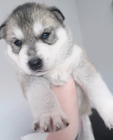 Stunning Smoth Coat Chihuahua Puppy In Kilmarnock East Ayrshire