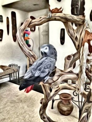 Home At Last Parrot Sanctuary