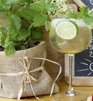 Minze Mojito und Hugo Minze mehrjährig Samen