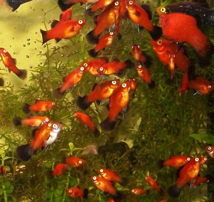 Red Wag Platy Tropical Fish in Falkirk Gumtree