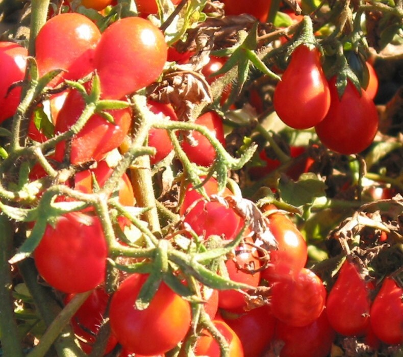 Tomato Seeds, Count 100 Ace 55 Heirloom Organic Non - Hybrid Non - Gmo