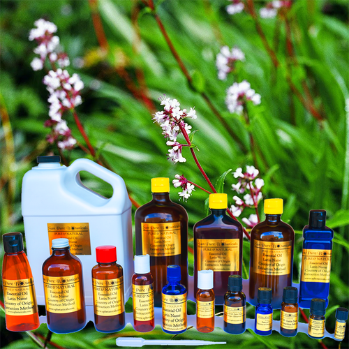 Spikenard Essential Oil - 100% PURE NATURAL - Sizes 3 ml to 1 oz - GLASS VIALS