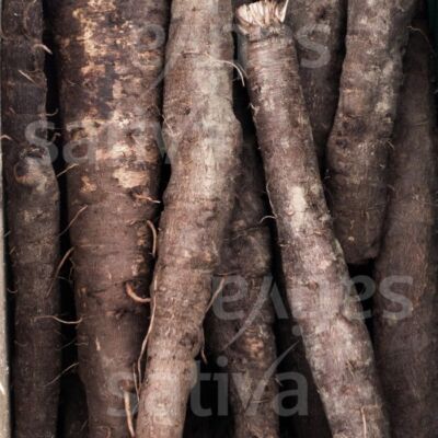 Schwarzwurzel 'Hoffmanns schwarze Pfahl', Demeter BIO-Saatgut,  2,5g