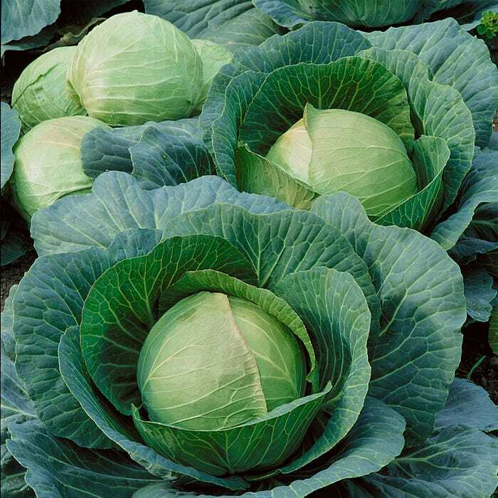 Danish Ballhead Cabbage Seeds, Sauerkraut, Amager, NON-GMO, FREE SHIPPING