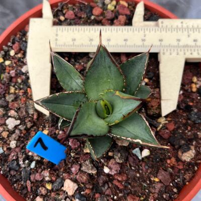 7CM Succulent Live Plants Agavaceae Agave Kojima Nitraria Home Garden Outdoor