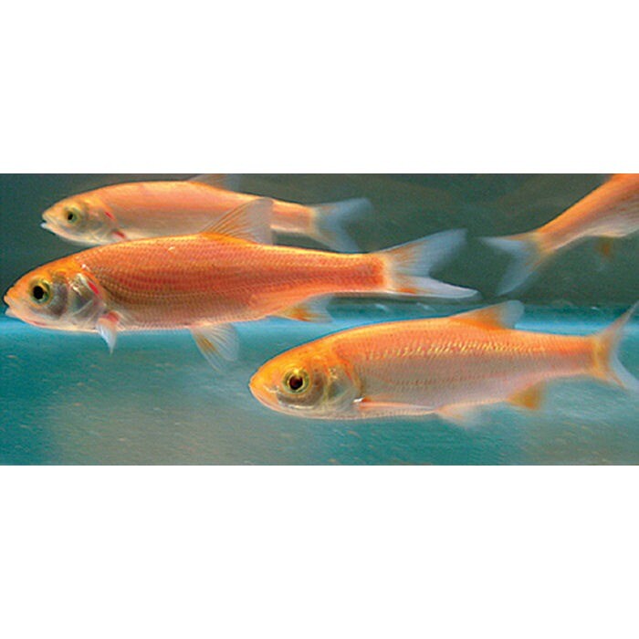 Assorted 34" Blue & Golden Orfe Leuciscus Idus gold fish cold water pond fish in Rainworth