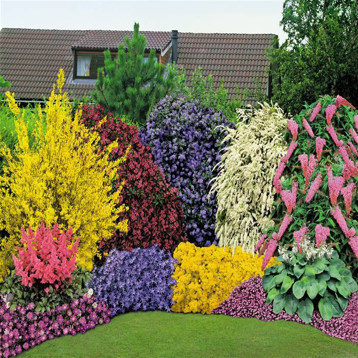 5X MIXED ESTABLISHED GARDEN SHRUBS QUALITY POTTED PLANTS COLOURFUL
