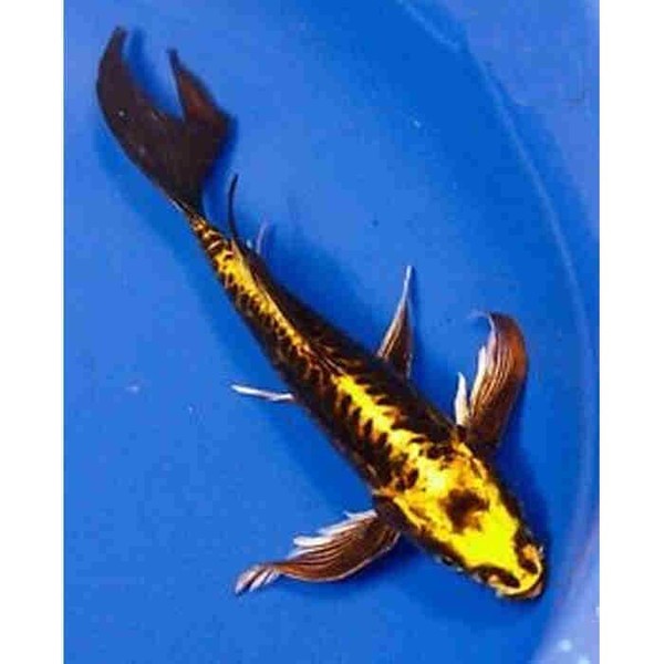 Butterfly Koi for sale in UK 61 used Butterfly Kois
