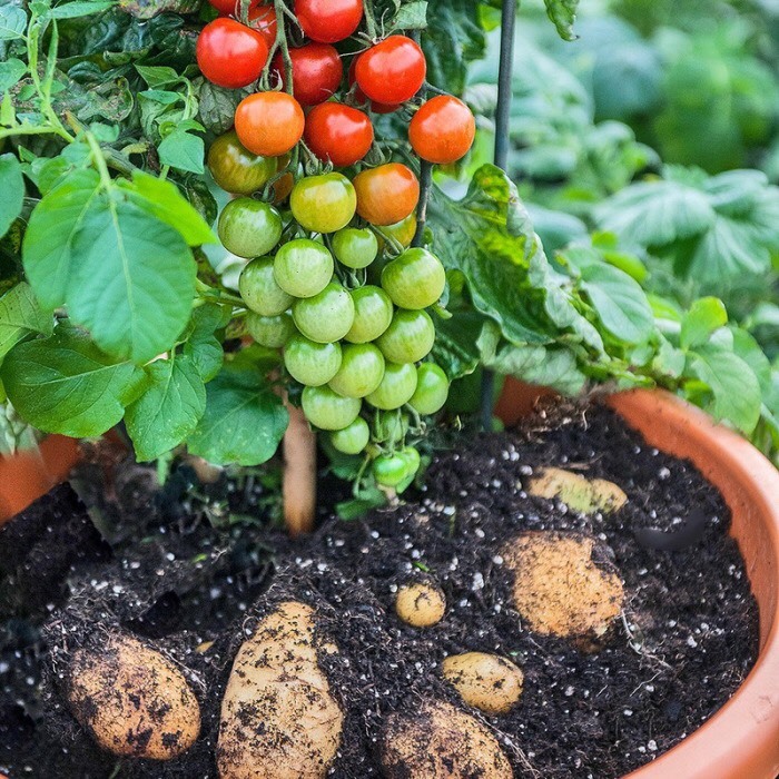Tomtato Pomato Tomato &amp; Potato plant! Potted and ready to