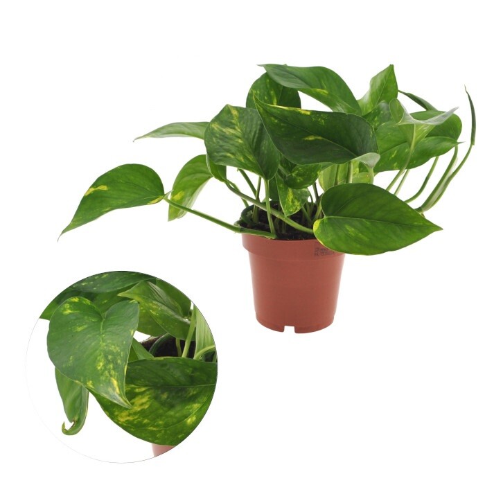 Epipremnum Aureum - Efeutute Topf Ã 12 HÃ¶He Ca. 20 Cm HÃ¤Ngepflanze  Zimmerpfl