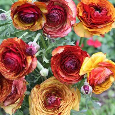 Ranunculus asiaticus 'Tecolote Cafe' Persian  Buttercup Bulbs Tubers Deer and