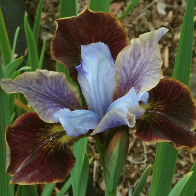 Painted Woman Siberian Iris Root, Cute Flowers for Spectacular Blooms....Store