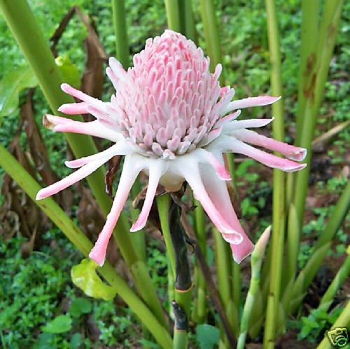 YAMAMOTO TORCH GINGER ETLINGERA LIVE RHIZOME TROPICAL | eBay
