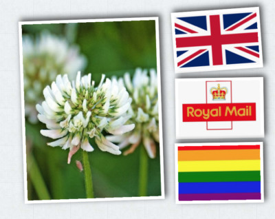 White Clover Seeds -Wild Flower Seeds flowers seeds Trifolium repens uk based 