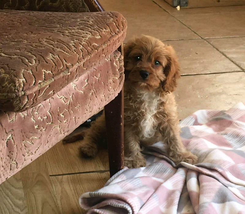 stunning litter off health cheacked Cavapoo pups in Darvel, East