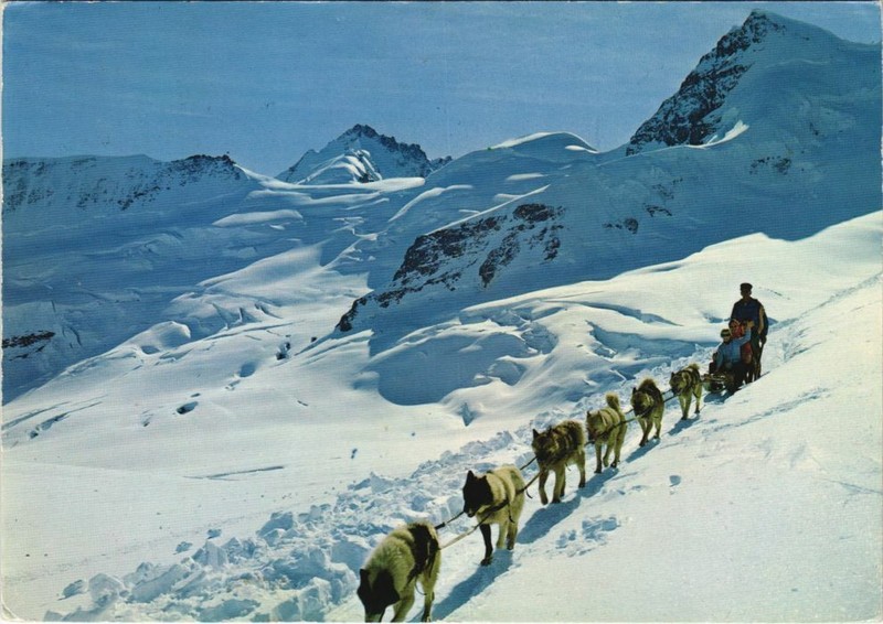 Cpa Ak Rottalhorn Und Polarhunde Dog (1178321)