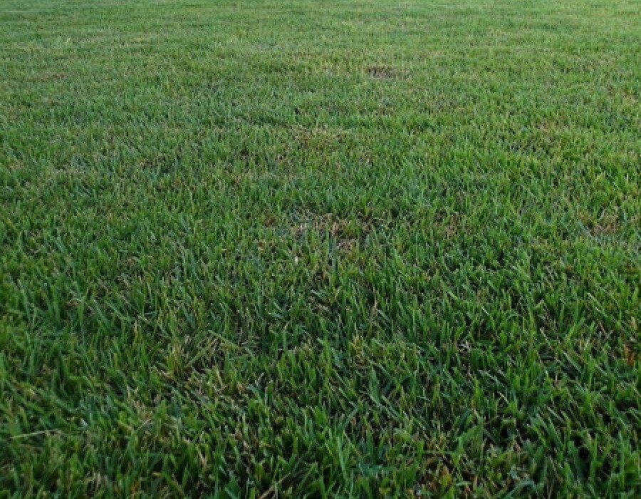 シェイミ　Grassy Gardening Pokemon Center Original Plush Syaimin Pokémon Grassy