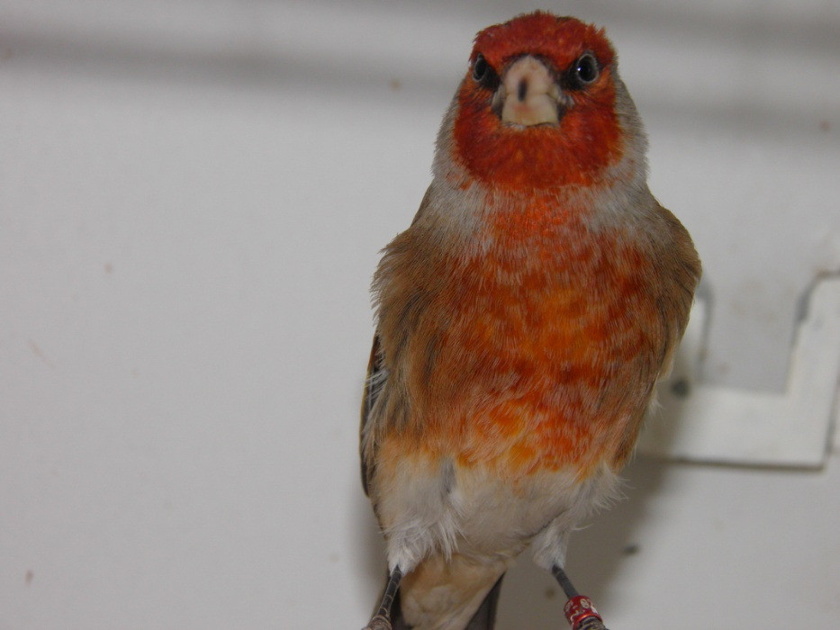 Goldfinch mule | in Musselburgh, East Lothian | Gumtree