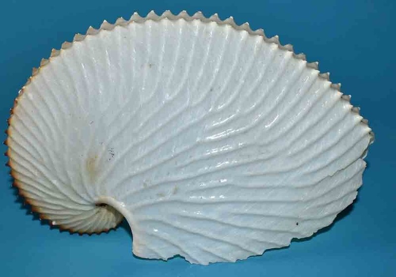 Sea Shell - Coquillages - Argonaute Argo - 125.35mm