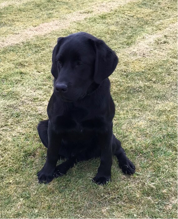 13month old Black Labrador in Fintona, County Tyrone Gumtree