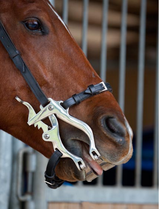 Small Premium Stainless Steel Horse Speculum includes Dental Plates Straps