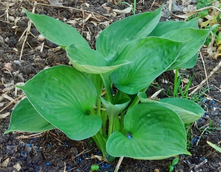 Tuba for sale in UK | 65 second-hand Tubas