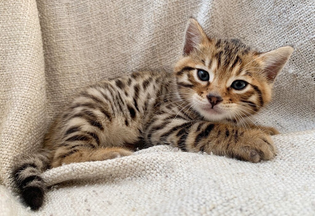 Stunning Female Pure Full Spotted Golden Bengal Kitten 700 In Wolverhampton West Midlands Gumtree