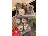 5 Pure Bred Persian Kittens!