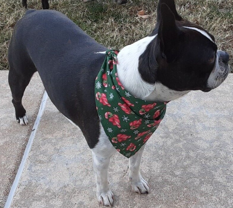 Bandana/Scarf, Tie On, Christmas, Red, Candy Candy Canes, Snowflakes, , S,M, L