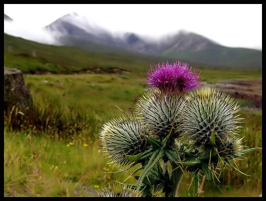 Scotland plants. Чертополох Шотландия. Чертополох Thistle шотландский. Национальный символ Шотландии чертополох. Цветок чертополоха символ Шотландии.