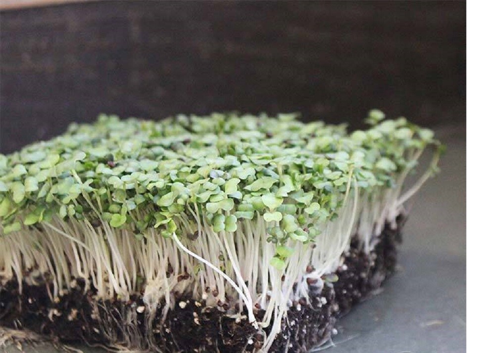 Purple Top White Globe MICROGREEN Seeds | Non-GMO | Heirloom | Sprouting Seeds