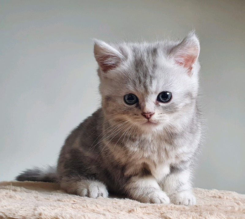 Silver tip tabby kittens in Bradford, West Yorkshire Gumtree