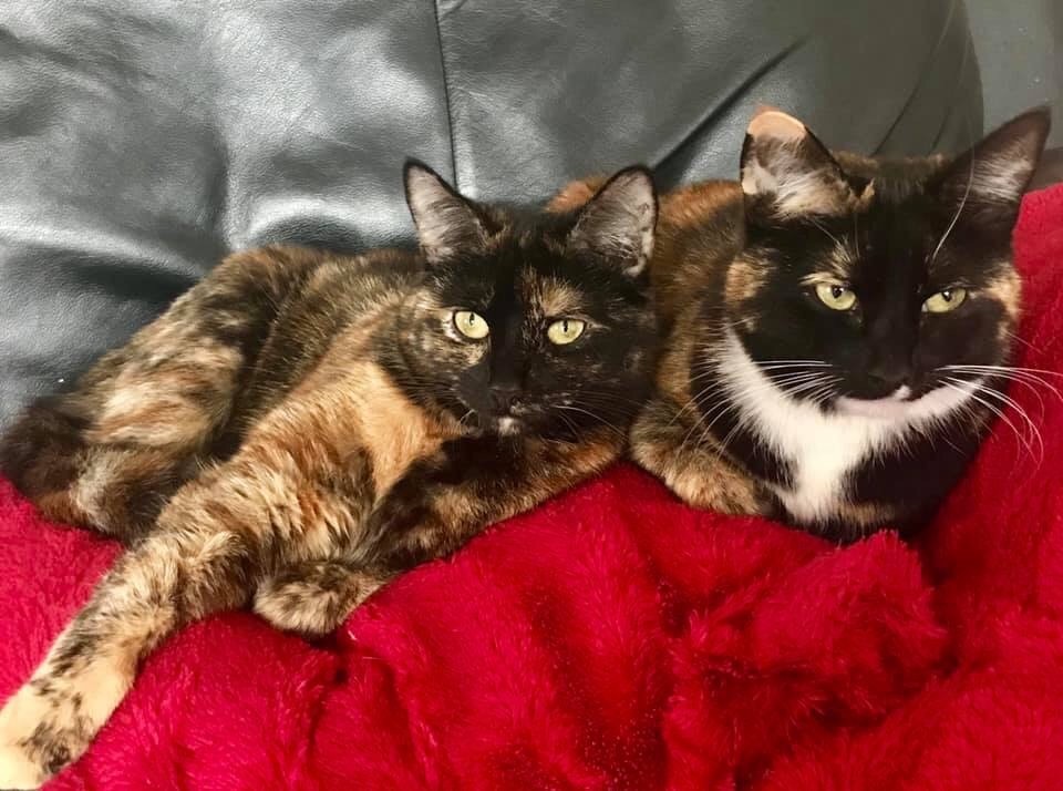 2 x tortoiseshell female cats SPAYED in Wombourne, West Midlands