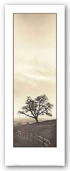 Photo Art Print Sentinel Oak Tree By Alan Blaustein
