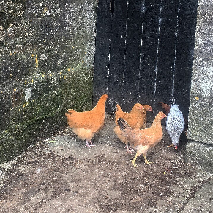 8 Chickens for sale in Falmouth, Cornwall Gumtree