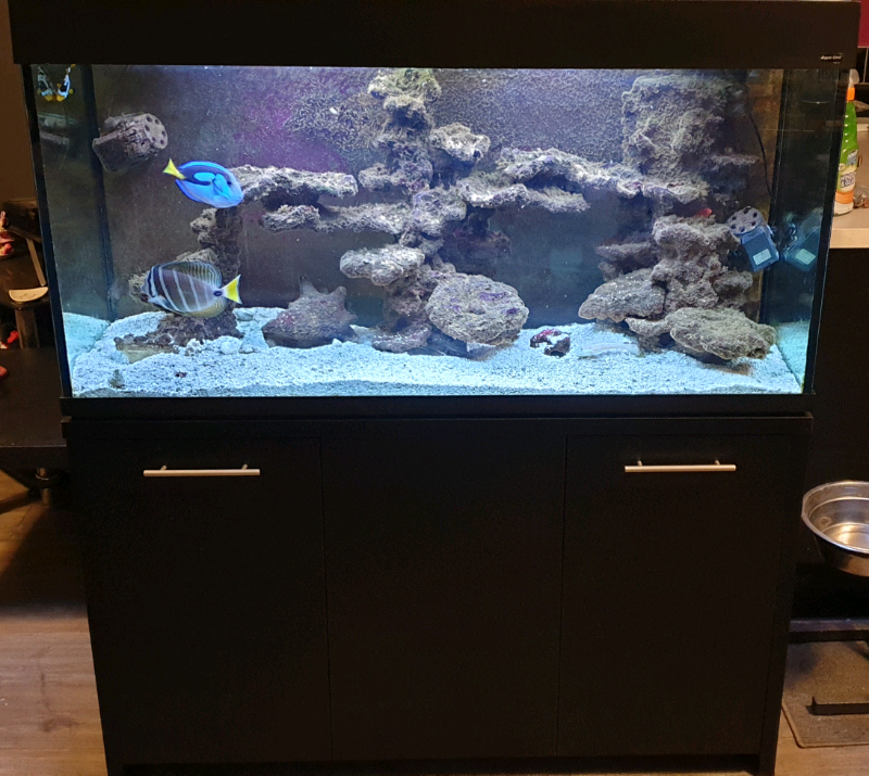 4ft Fish Tank, Full Marine Aquarium Setup in Urmston, Manchester Gumtree