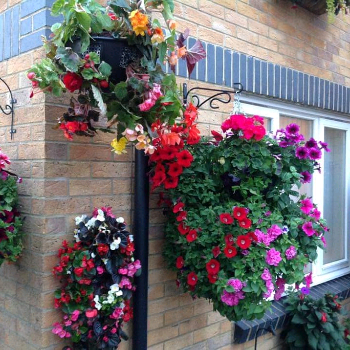 Richie's flowers and plants in Wickford, Essex Gumtree