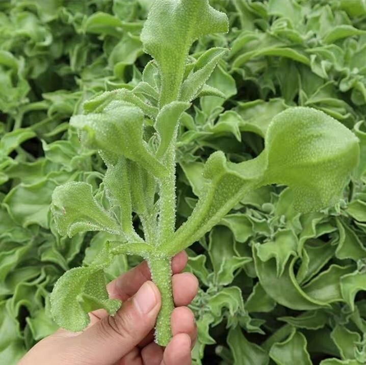 50 Samen Salzkraut Eiskraut Salat Eisblume Kristall-Mittagsblume
