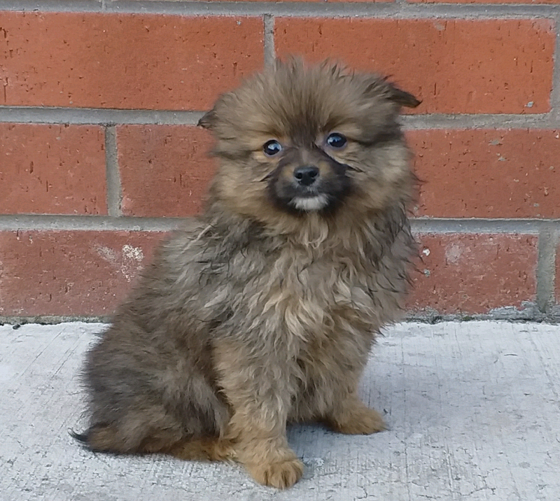 Two Mini Pomeranian Male Pups in Hillhead, Glasgow Gumtree